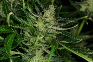 Kannabia Dosidos Auto