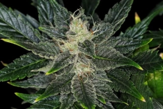 Kannabia Gorilla King Auto