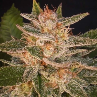 Delicious Seeds Candy Auto