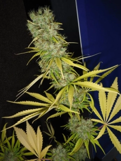 Mr. Nice Seeds The Stones 18ks