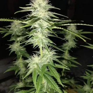 Delicious Seeds Critical Neville Haze Early Version