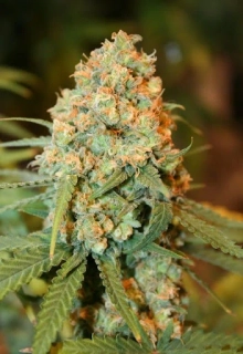 Delicious Seeds Critical Super Silver Haze