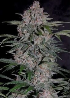 Delicious Seeds Deep Mandarine