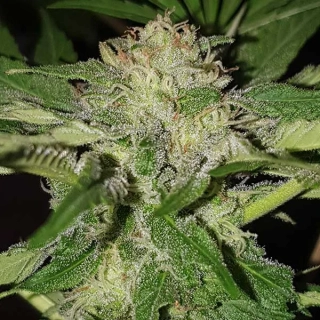 Delicious Seeds Descojack