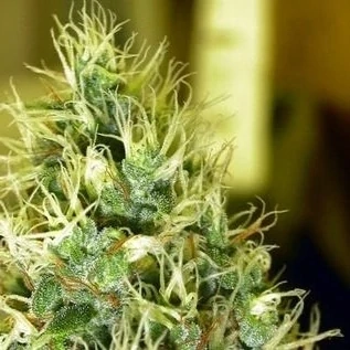 Mr. Nice Seeds U2 18ks