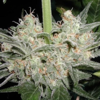 Mr. Nice Seeds Walkabout 18ks regular