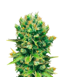 Delicious Seeds Honey Bells