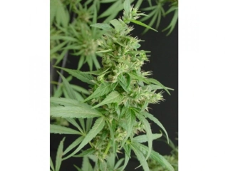 Mr. Nice Seeds Neville's Haze 18ks regular