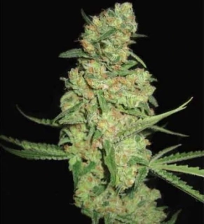 Delicious Seeds Il Diavolo