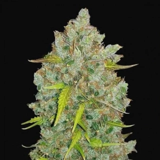 Delicious Seeds Jägg Kush