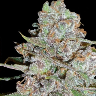 Delicious Seeds La Diva