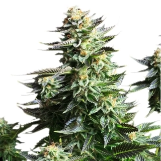 Royal Queen Seeds Amnesia Haze