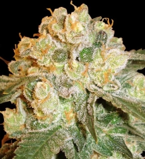Delicious Seeds Marmalate Reg.
