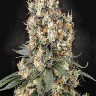 Delicious Seeds Original Juan Herer
