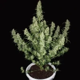 Delicious Seeds Original Juan Herer Reg.