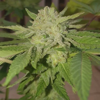 Delicious Seeds Unknown Kush