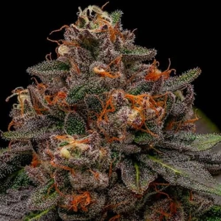 Delicious Seeds Unknown Kush Reg. 7ks