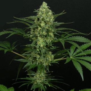 Ripper Seeds Criminal feminized
