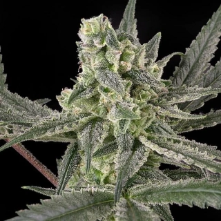 Ripper Seeds Old School feminized