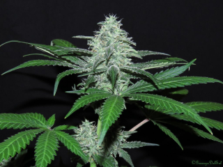 Ripper Seeds Sideral feminized