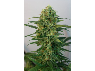 Ripper Seeds Toxic feminized