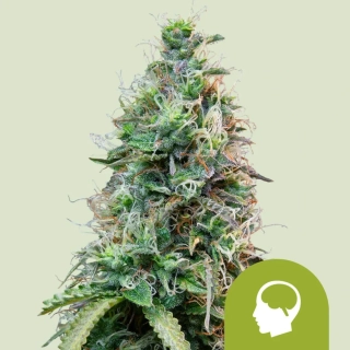 Royal Queen Seeds Amnesia Haze Auto