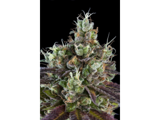 Ripper Seeds Sour Ripper feminized