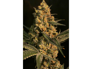 Ripper Seeds Washing Machine feminized