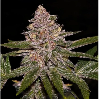 Ripper Seeds Radical Juice feminized