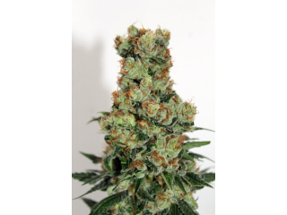 Ripper Seeds Ripper Badazz feminized