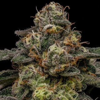 Ripper Seeds Zombie Bride feminized