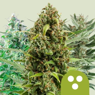 Royal Queen Seeds Autoflowering Outdoor Mix
