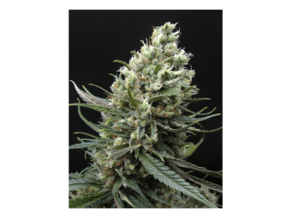 Ripper Seeds Ripper Haze feminized