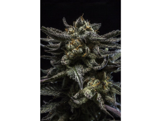 Ripper Seeds Zombie Kush feminized