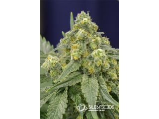 Silent Seeds White Widow feminized