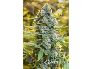 Silent Seeds Moby Dick feminized