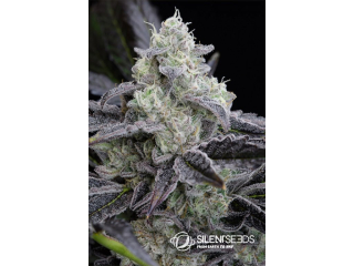 Silent Seeds L.A. Vanilla Cake feminized