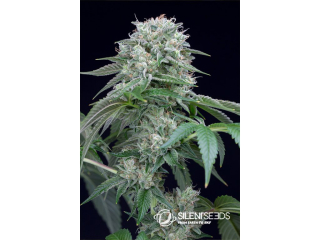 Silent Seeds Starfire OG feminized