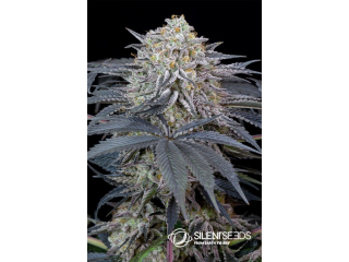 Silent Seeds Watermelon Runtz feminized