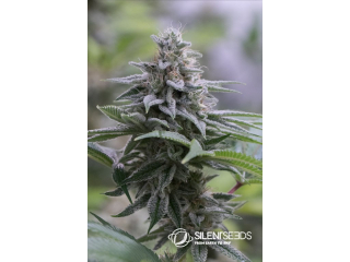 Silent Seeds Zkittlez 2.0 feminized