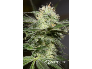 Silent Seeds Lemon Sorbet feminized