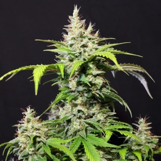 Dr. Choice DC Cure 1:1