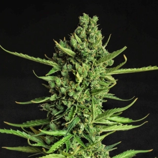 Dr. Choice Devotchka autoflowering feminized