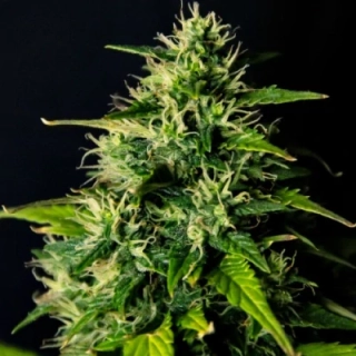 Dr. Choice Doctor's Choice #1 autoflowering feminized