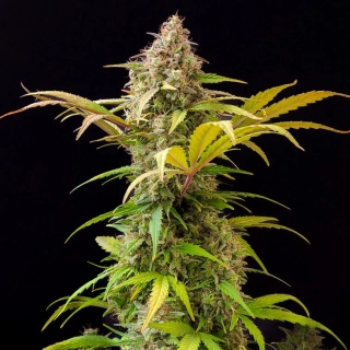 Dr. Choice Lowryder autoflowering feminized