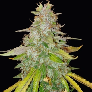 Dr. Choice Niagara autoflowering feminized