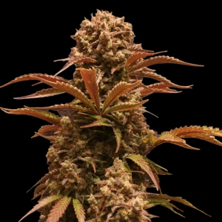Dr. Choice Purple Ryder autoflowering feminized
