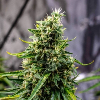 Dr. Choice Rock Machine autoflowering feminized