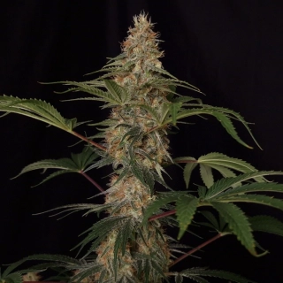 Dr. Choice DC Kush feminized