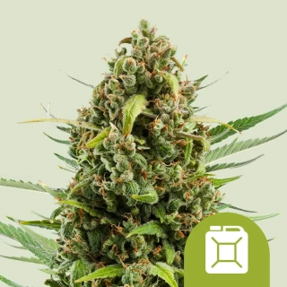 Royal Queen Seeds Diesel Auto